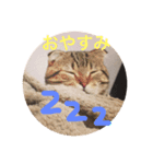 スコティッシュゴールド つつじ（個別スタンプ：2）