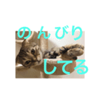 スコティッシュゴールド つつじ（個別スタンプ：3）