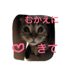 スコティッシュゴールド つつじ（個別スタンプ：4）