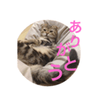 スコティッシュゴールド つつじ（個別スタンプ：5）