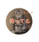 スコティッシュゴールド つつじ（個別スタンプ：6）
