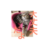 スコティッシュゴールド つつじ（個別スタンプ：8）