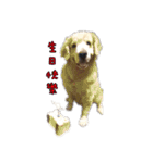 ゴールド Nori（個別スタンプ：14）