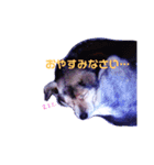 うちのわんこ～クロ～（個別スタンプ：2）