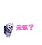 うちのわんこ～クロ～（個別スタンプ：3）