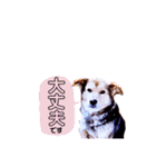 うちのわんこ～クロ～（個別スタンプ：7）