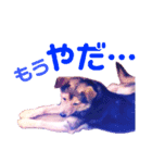 うちのわんこ～クロ～（個別スタンプ：12）