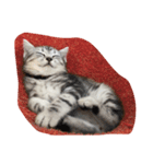 熊と猿とにゃんこ達（個別スタンプ：1）