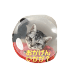 熊と猿とにゃんこ達（個別スタンプ：2）