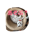 熊と猿とにゃんこ達（個別スタンプ：6）