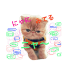 猫それ言う！？（個別スタンプ：1）