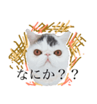 猫それ言う！？（個別スタンプ：2）