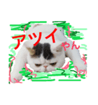 猫それ言う！？（個別スタンプ：3）