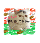 猫それ言う！？（個別スタンプ：4）