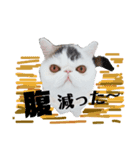 猫それ言う！？（個別スタンプ：6）