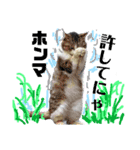 猫それ言う！？（個別スタンプ：7）