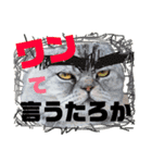 猫それ言う！？（個別スタンプ：8）