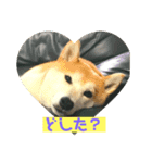 柴犬ももだよ（個別スタンプ：1）