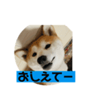 柴犬ももだよ（個別スタンプ：2）
