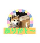 柴犬ももだよ（個別スタンプ：3）