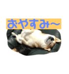 柴犬ももだよ（個別スタンプ：4）
