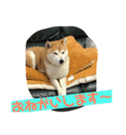 柴犬ももだよ（個別スタンプ：5）