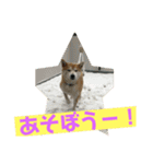 柴犬ももだよ（個別スタンプ：6）