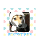 柴犬ももだよ（個別スタンプ：8）