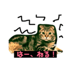 つつじくんスタンプ（個別スタンプ：1）
