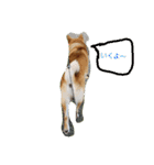 柴犬ハルNo.2（個別スタンプ：1）