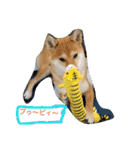 柴犬ハルNo.2（個別スタンプ：2）