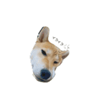 柴犬ハルNo.2（個別スタンプ：3）