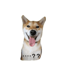 柴犬ハルNo.2（個別スタンプ：4）