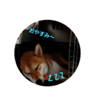 柴犬ハルNo.2（個別スタンプ：6）