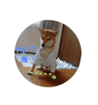 柴犬ハルNo.2（個別スタンプ：7）