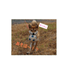 柴犬ハルNo.2（個別スタンプ：8）