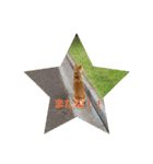 柴犬ハルNo.2（個別スタンプ：9）