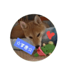 柴犬ハルNo.2（個別スタンプ：10）