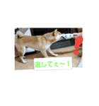 柴犬ハルNo.2（個別スタンプ：11）