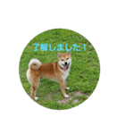 柴犬ハルNo.2（個別スタンプ：12）