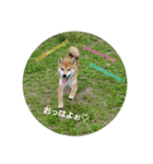 柴犬ハルNo.2（個別スタンプ：13）