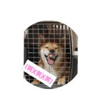 柴犬ハルNo.2（個別スタンプ：14）