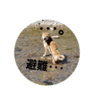 柴犬ハルNo.2（個別スタンプ：16）