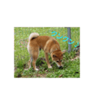 柴犬ハルNo.2（個別スタンプ：17）
