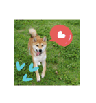 柴犬ハルNo.2（個別スタンプ：18）