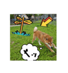 柴犬ハルNo.2（個別スタンプ：19）