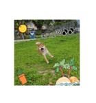 柴犬ハルNo.2（個別スタンプ：20）