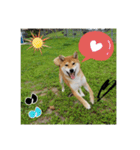 柴犬ハルNo.2（個別スタンプ：22）