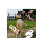 柴犬ハルNo.2（個別スタンプ：23）