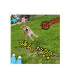 柴犬ハルNo.2（個別スタンプ：24）
